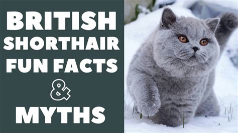 British Shorthair Cats 101 Fun Facts And Myths Youtube
