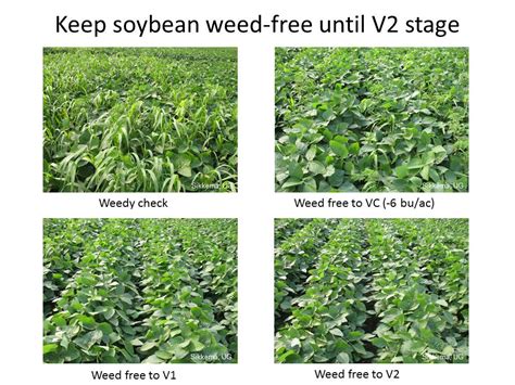 Soybean Weeds Free Field Crop News