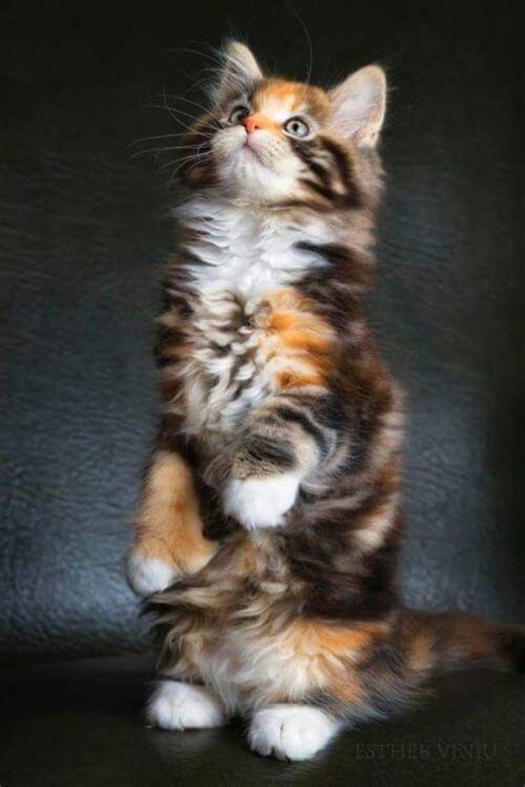1026 Best Tortoiseshellcalico Cats Images On Pinterest