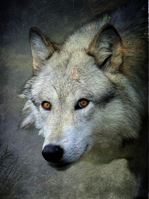 Grey Wolf Portrait Photograph By Steve Mckinzie Pixels