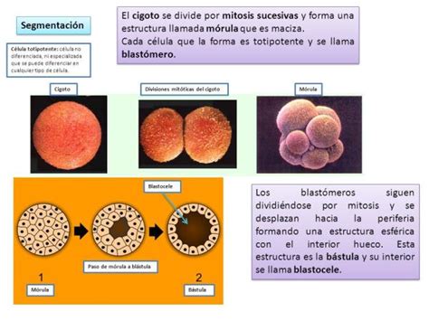 Descubre Cómo Se Forma El Cigoto ¡¡resumen ImÁgenes