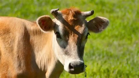 Do Female Dairy Cows Have Horns All You Need To Know Farm And Chill