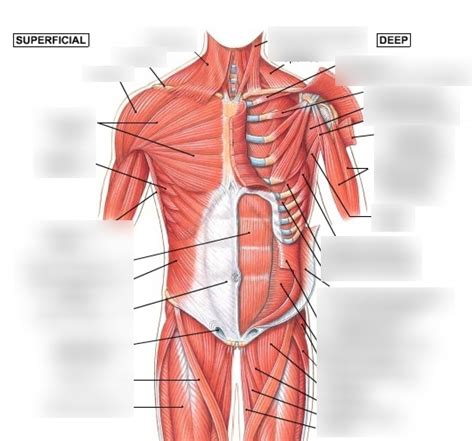 Thorax Muscles Diagram Quizlet