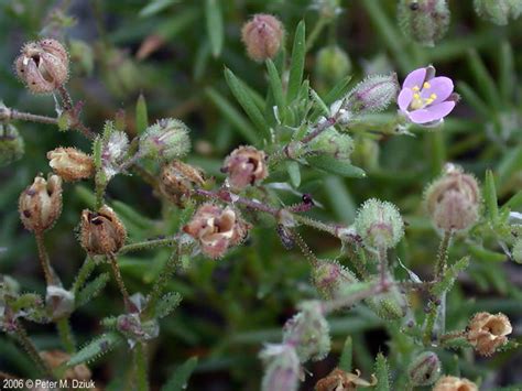 https://www.minnesotawildflowers.info/flower/red-sand-spurrey