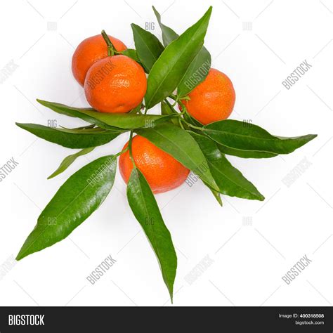 Ripe Mandarin Oranges Image And Photo Free Trial Bigstock