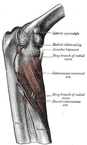 Radial Tunnel Syndrome Rts Anatomy And Clinical Examination