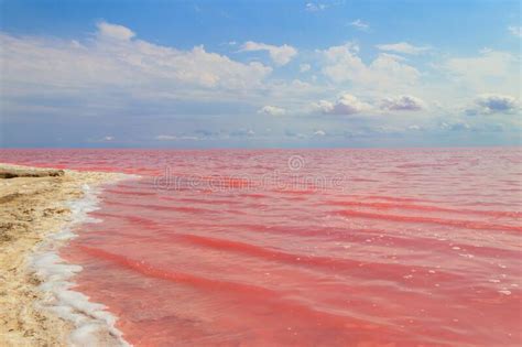 View Of The Pink Salty Syvash Lake In Kherson Region Ukraine Stock