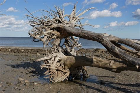 Free Images Beach Driftwood Tree Nature Sand Rock Ocean