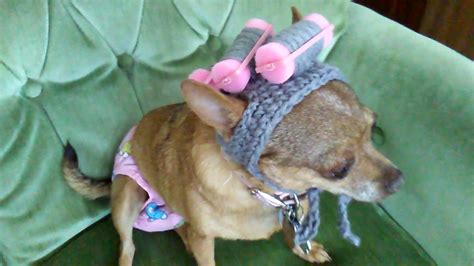 Funny Crochet Dog Hat For Chihuahua Youtube