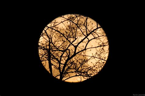 Full Moon Through The Trees Kevin Jezorek Photography