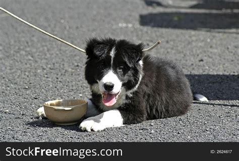 Black And White Puppy Free Stock Images And Photos 2624617
