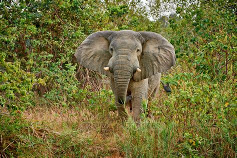 Travel4pictures African Elephant Murchison Falls National Park