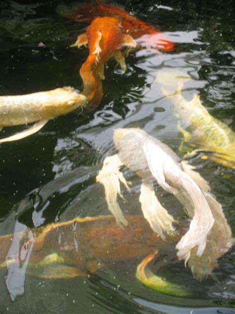 Japanese koi fish are specifically bred for both coloration and form. Butterfly Koi | Butterfly koi, Koi, Koi fish pond