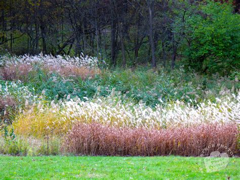 Free Tall Weeds Photo Fall Foliage Picture Autumn