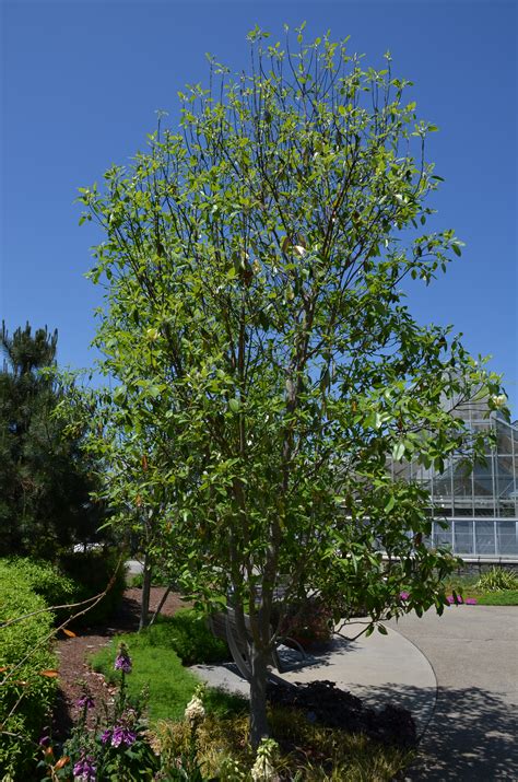 Sweetbay Magnolia What Grows There Hugh Conlon Horticulturalist