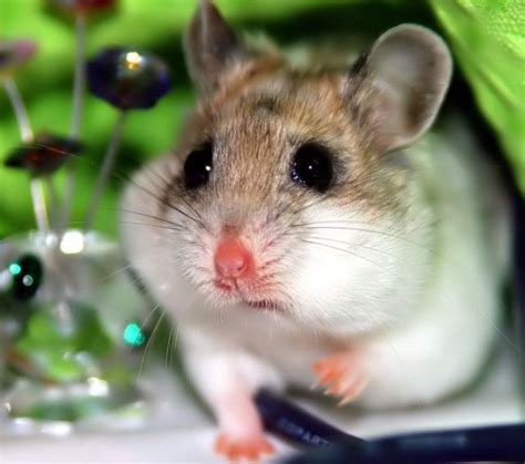 Chinese Dwarf Hamster Complete Guide For Amazing Care
