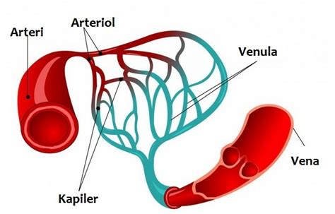 Perbedaan Pembuluh Darah Vena Dan Arteri Sainskomputer