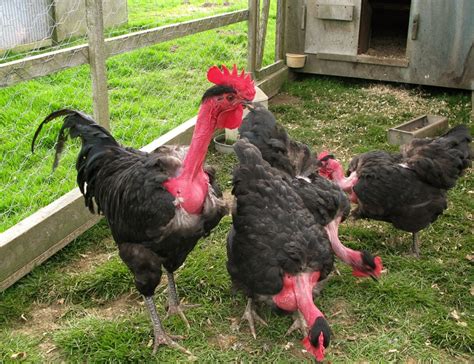 Why Transylvanian Chickens Have Naked Necks