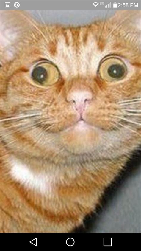 les 10 meilleures images du tableau the derpy cats sur pinterest animaux drôles bébés animaux