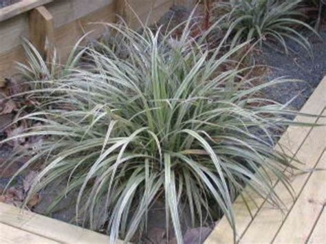 It has a strong upright habit that is graceful and useful as contrast to other grasses. New Zealand Flaxes Part I : Grows on You