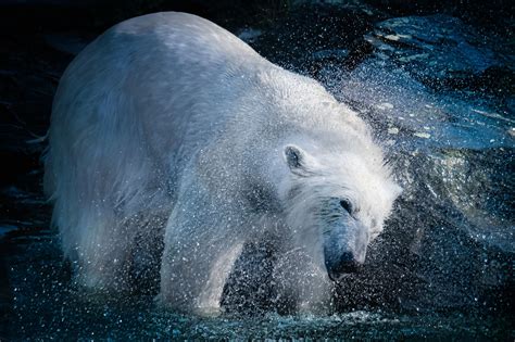Spray Polar Bear Shake Re Edit Of An Oldish One In 2020 Polar