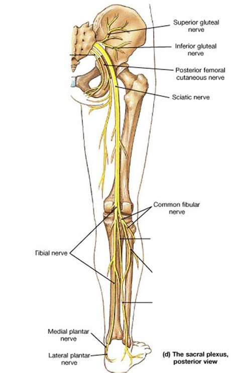 The adductor muscle on the inner thigh; Nervous system | Structure of the nervous system