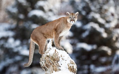 Cougar 4k Ultra Hd Wallpaper Background Image 3840x2400 Id
