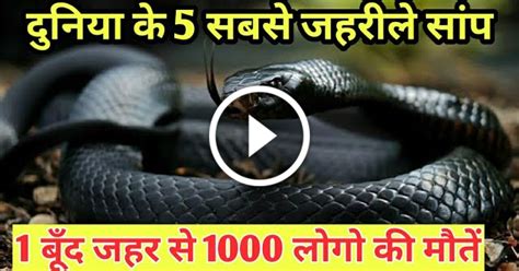 दुनिया के 5 सबसे जहरीले ओर खतरनाक सांप।। Snake।। Top 5 Dangerous Snake