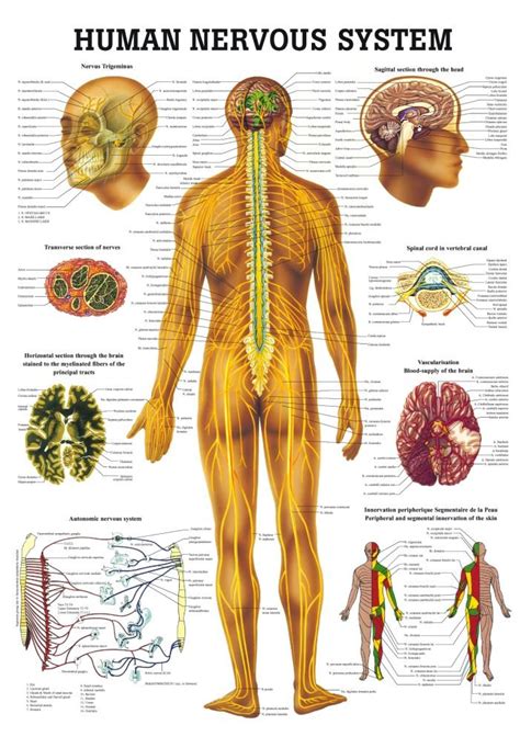 Anatomical Worldwide Ch The Human Nervous System Laminated Anatomy