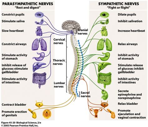 Living With Bob Dysautonomia Dysautonomia What Do You Need To Know