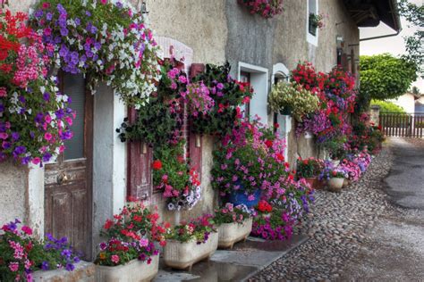 40 Amazing Plants To Grow In Hanging Baskets Gardening