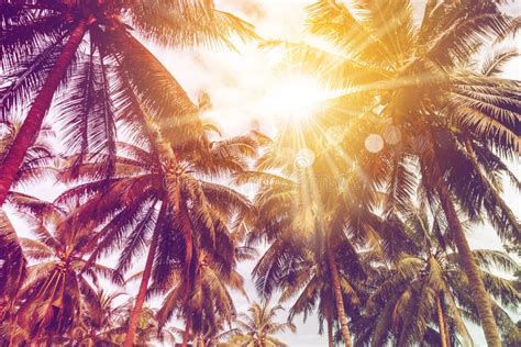 Tropical Palm Coconut Trees On Sunset Sky Flare And Bokeh Nature Stock