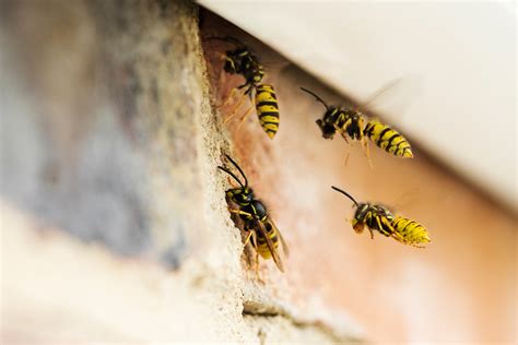 What To Know About Stinging And Biting Insects Inside Your Home 877