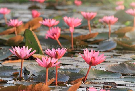 Beautiful Red Lotus Is The Most Famous Attraction Of Udonthanithailand