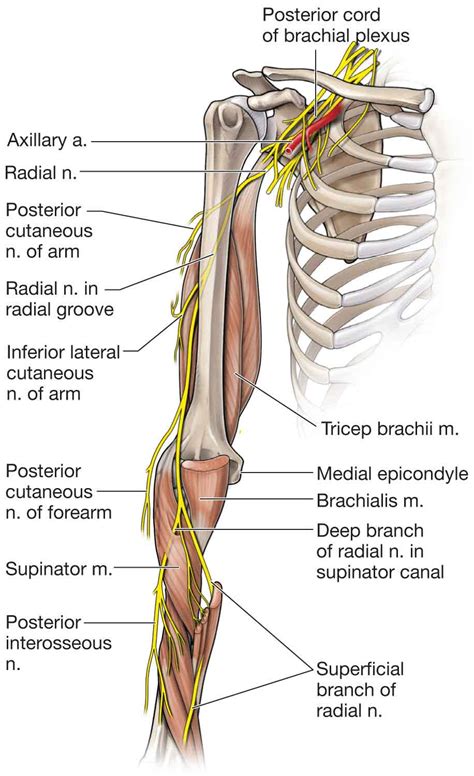 Elbow Musculoskeletal Key