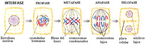 Biología Mitosis