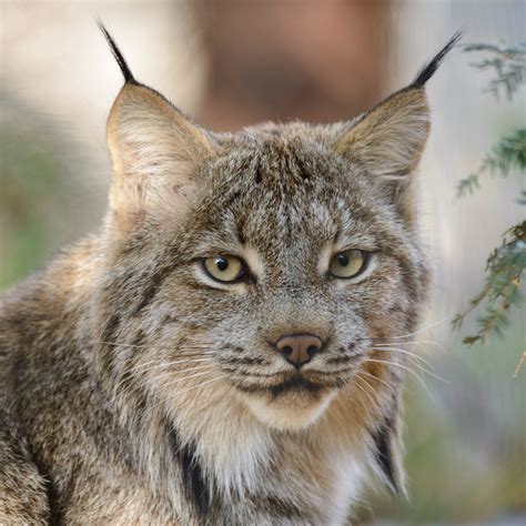 Are There Lynx In Canada Hutomo