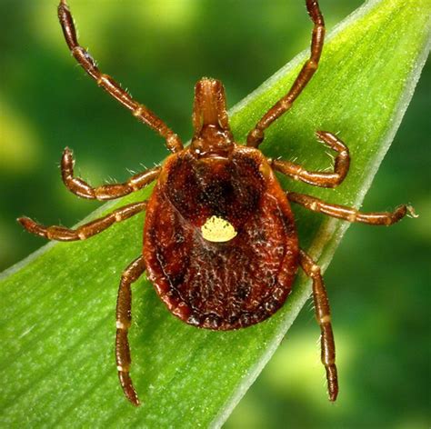 10 Types Of Ticks That Can Make You Sick Where They Live And How To