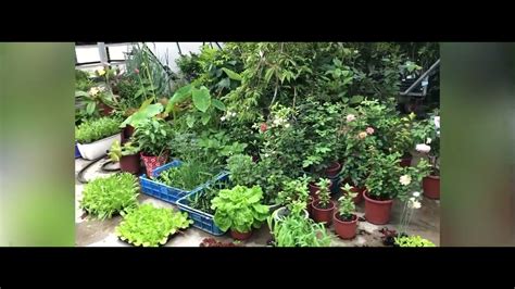 Mencari Sayuran Untuk Bercocok Tanam Di Kebun Akong Taiwan Youtube