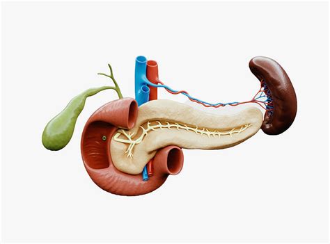 Pancreas Cross Section Anatomy 3d Model Cgtrader
