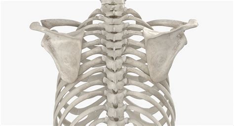 Real Human Rib Cage Spine Male Skull Calvicle And Scapula Bones Anatomy