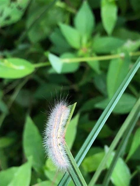 27 White Caterpillars Pictures And Identification Guide