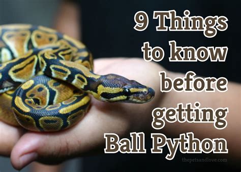 Can A Ball Python Eat A Small Dog