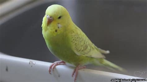 Female Parakeet Budgie Amazing Calling Sounds Female Budgie Singing