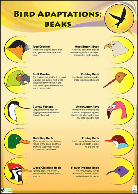 Bird Life Educational Posters For Kids And Schools