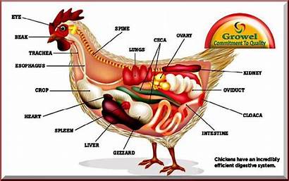 Digestive System Poultry Chicken Anatomy Chickens Systems