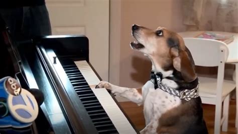 Dog Playing A Piano Goes Viral Woai