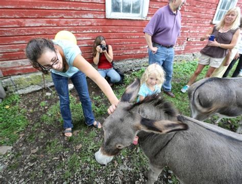 Sadie Meets The Donkeys Bedlam Farm