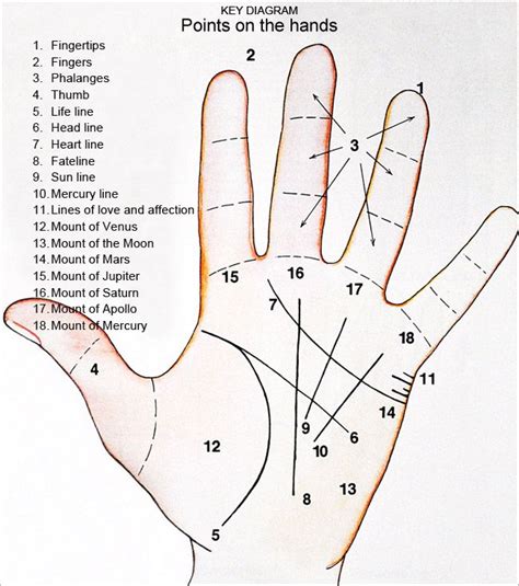 Hand Reading Palm Reading Palmistry The Lines On A Persons Hand Are