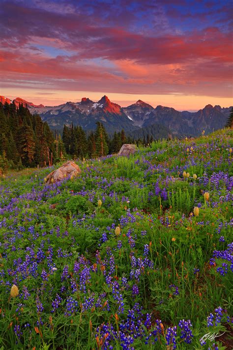 M171 Sunset Wildflowers And The Tatoosh Range Washington Randall J